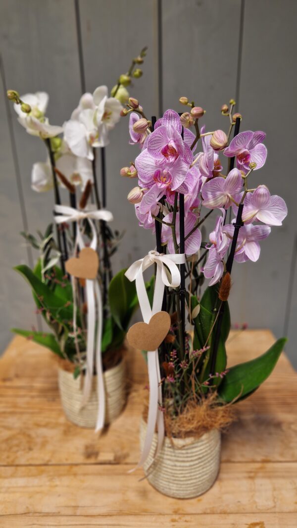 Orchidee "Lovely"