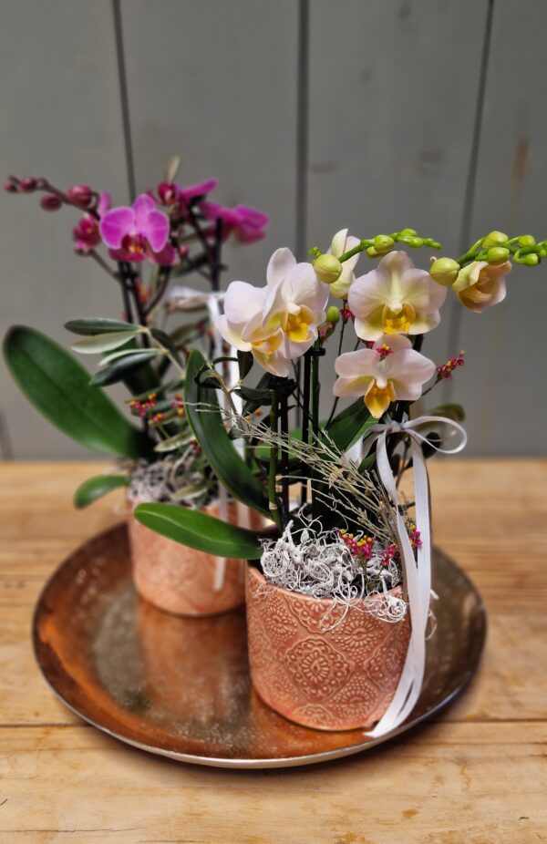 Orchidee "Lovely"